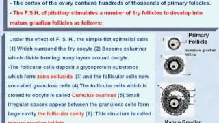 8 General Embryology The Development of the Graafian Follicle [upl. by Yecrad]