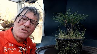 Repotting My Whipcord Cedar The Bonsai Zone March 2024 [upl. by Nnyloj914]