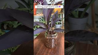 How to propagate purple heart plant in water  grow purple heart in water  table decor with plants [upl. by Anilas211]