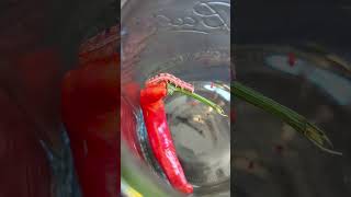 Caterpillar turns pink after eating red pepper [upl. by Egdamlat85]