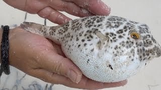 Puffer Fish Inflating and Deflating [upl. by Ahsuat61]