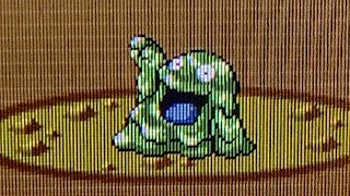 4th Shiny Grimer in Pokémon Sapphire [upl. by Alodi]