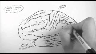 Brain Anatomy 1  Gross Cortical Anatomy Lateral Surface [upl. by Hgielhsa273]