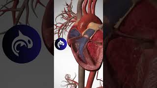 Heart Circulation  3D Animation heart heartbeat [upl. by Trista]