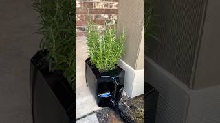 Rosemary Plantgarden agriculture plants [upl. by Reniar]