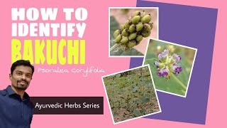 How to identify  Bakuchi Psoralea corylifolia  Ayurvedic Herbs Series [upl. by Tterrag834]