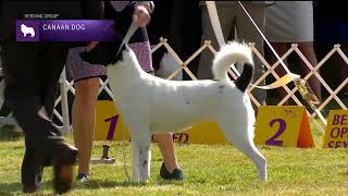 Canaan Dogs  Breed Judging 2022 [upl. by Adiv]