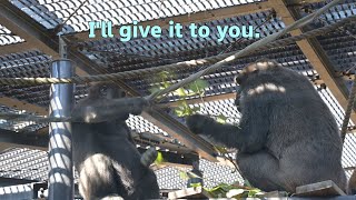 Genki struggles to appease Kintaro a rebellious gorilla【Kyoto city zooGorilla Fam】 [upl. by Iviv296]