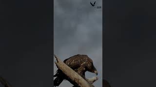 Golden Eagle Short videoFalconlover5 [upl. by Jaal]