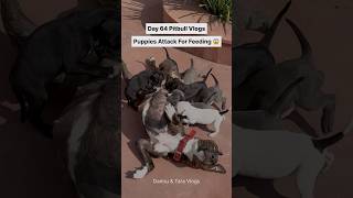 Dogs ko deworming karane ka naya tarika puppies attacks for feedingshorts dog puppy [upl. by Lole]