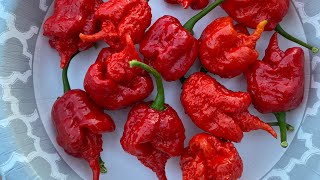 Eating 13 Carolina Reapers off stressed plants for maximum heat cravingcapsaicin carolinareaper [upl. by Milla418]