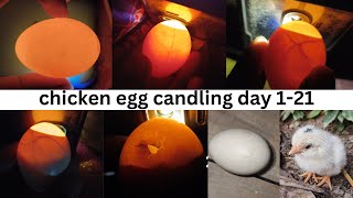 candling chicken eggs  egg checking with light 1 21 day [upl. by Morganica]