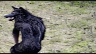 SHOCKING FOOTAGE OF DOGMAN CAUGHT ON TRAIL CAMERA [upl. by Aianat]