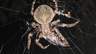 산왕거미 Araneus ventricosus Orb weaving spider  IPhone video [upl. by Haidabo]