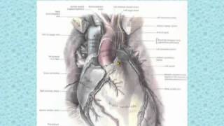 36 Thorax د أحمد كمال Sternocostal surface of the heart data [upl. by Hepsiba727]