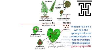 Biology 3rd Secondary Egypt Chapter 3 Polypodium life cycle [upl. by Acinomad632]