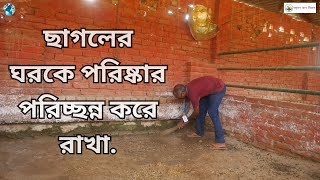 ছাগলের ঘরকে পরিষ্কার পরিচ্ছন্ন করে রাখা [upl. by Kerwon]