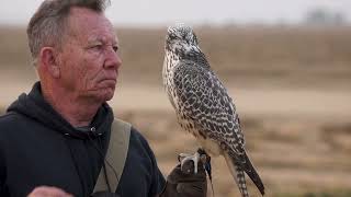 The Training Of Baz The Gyrfalcon [upl. by Sathrum]