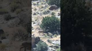 Big Velvet Muley gets arrowed in Nevada Killshot hunting huntingvideo [upl. by Nahtannoj228]