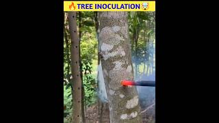 🔥Tree Inoculation🤯shorts viral [upl. by Brnaby608]