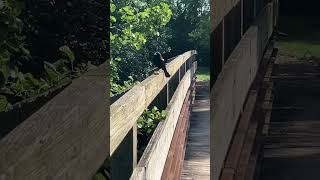 Red winged blackbird [upl. by Davie]