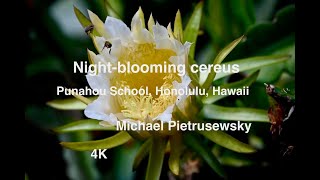 Night Blooming Cereus Punahou School Honolulu Hawaii [upl. by Mines]