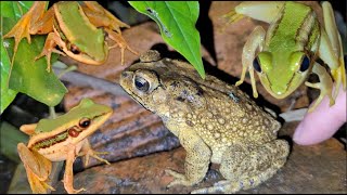 Catch the golden frog the black frog does not jump [upl. by Zorah]