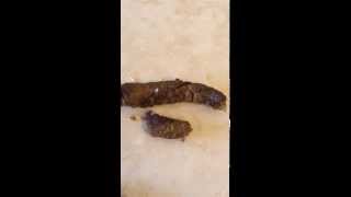 Tapeworms in my dogs poop  tenias en las heces de mi cachorro [upl. by Ahsinik]