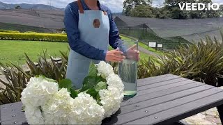 How To Keep Cut Hydrangeas alive after 5 days Flores del Este [upl. by Talbot]