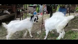 Goat Farming [upl. by Youngran81]