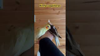 Ninfas papilleras aviario birds aves aviarios pets parrot [upl. by Gerick697]