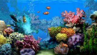 Living Marine Aquarium 2 Screensaver [upl. by Charlotte]