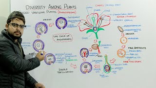 Life Cycle Of Angiosperms [upl. by Nnayr753]