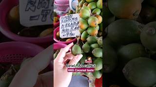 Areca Nut Betel Nut Pinang Fruit Areca Catechu Palm travel tripical plant food malaysia shorts [upl. by Phoebe]