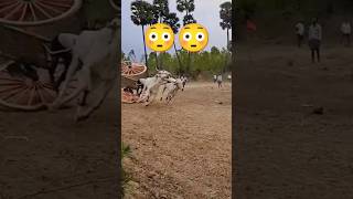 Bull race stunt 😳🤞🔥🔥  Bull Race  Andhra Pradesh  India trending reels shorts viralvideo [upl. by Gilliam607]