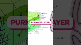 Layers of cerebellum [upl. by Connolly]