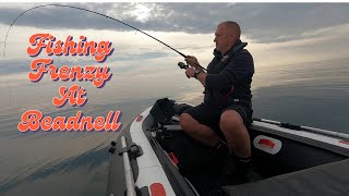 SIB Fishing UK EPIC Fishing Frenzy at Beadnell Lures amp bait catching COD [upl. by Adias]