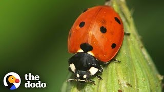 The Stunning Life Cycle Of A Ladybug  The Dodo [upl. by Chrissie]