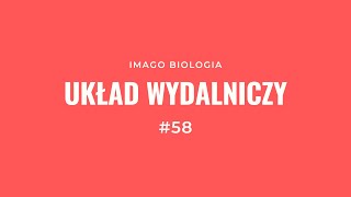 Układ wydalniczy [upl. by Stevie]