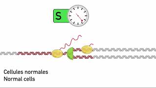 Halazonetis timing mutation [upl. by Hendricks]