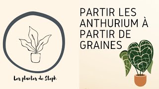 Comment faire pousser les Anthurium à partir de graine MÉTHODE DE PROPAGATION FACILE [upl. by Bosson]