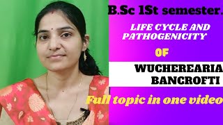 Life cycle and Pathogenicity of Wucheria bancrofti BSc 1st semesterMicrofilaria in bloodgnb [upl. by Gunning]