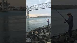 Tautog fishing  cape cod canal [upl. by Aneet]