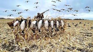 Late Season GOOSE HUNTING a Massive Corn Field LOADED with Birds [upl. by Epotimet851]