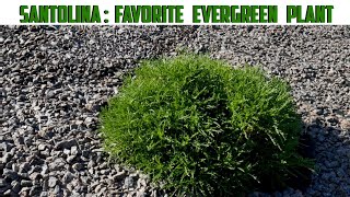 Santolina  My Favorite Evergreen Plant  How To Grow Santolin  Dwarf Evergreen [upl. by Irotal]