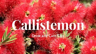 Callistemon Grow and Care Tips [upl. by Iggam214]