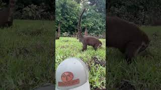 CoatimundiCoati action wildlife coatimundi coati hunting mexico [upl. by Yaj]