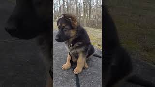 Germany Shepherd Puppy Starts Learning [upl. by Wenger202]