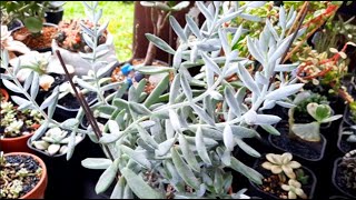 Propagating Cotyledon Orbiculata Flanaganii [upl. by Ayyidas]