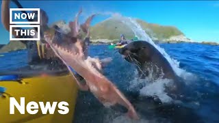 Seal Slaps Kayaker in the Face with an Octopus  NowThis [upl. by Aelat]